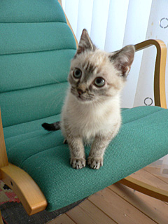kotetsu12111007.jpg