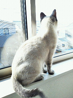 kotetsu13011902.jpg