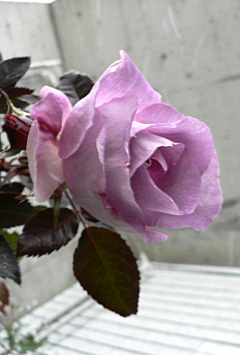 rose130126.jpg